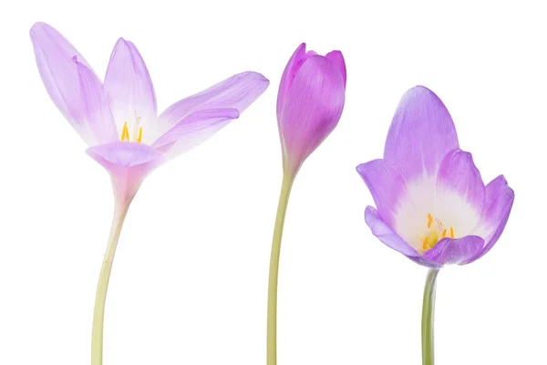 Sbírka šeříkových květů krokus na bílém — Stock fotografie
