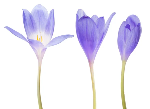 Beyaz üzerine üç mavi crocus çiçeği. — Stok fotoğraf