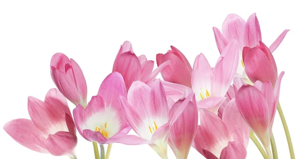 흰색으로 분리되어 있는 분홍빛 크로커스 꽃들 — 스톡 사진