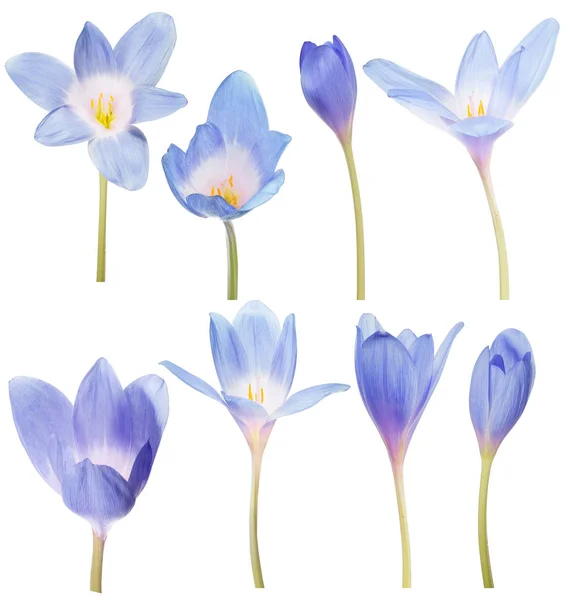 Collection of eight blue crocus flowers on white — Stock Photo, Image
