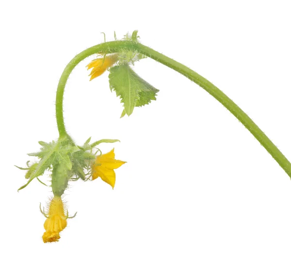 Green small isolated cucumber with yellow flowers — Stock Photo, Image