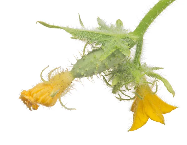 黄色い花を持つ緑の小さなキュウリ — ストック写真