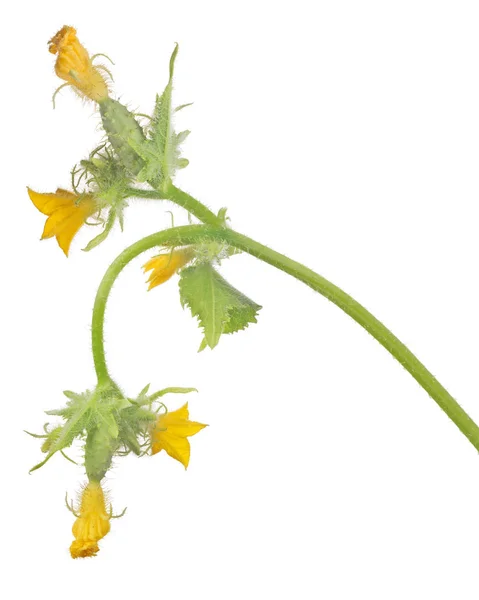 Pequenos pepinos isolados verdes com flores amarelas — Fotografia de Stock