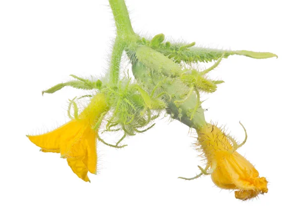 Green small isolated cucumber with two yellow flowers — Stock Photo, Image