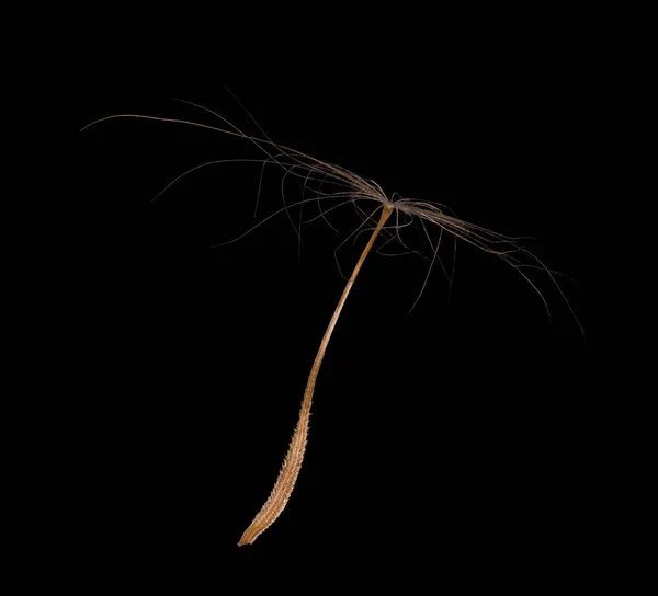 Большие семена одуванчика, изолированные на черном — стоковое фото