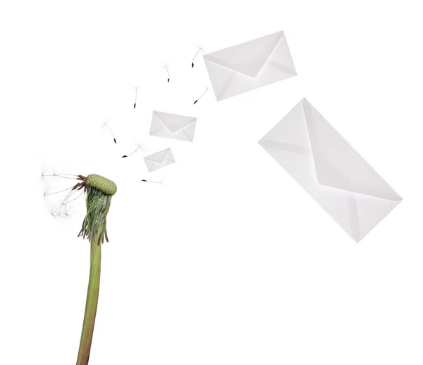 Oude paardebloem en vliegende enveloppen geïsoleerd op wit — Stockfoto