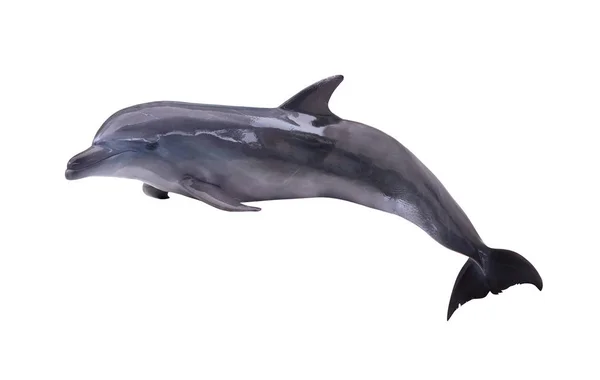 Σκούρο γκρι απομονωμένο δελφίνι — Φωτογραφία Αρχείου