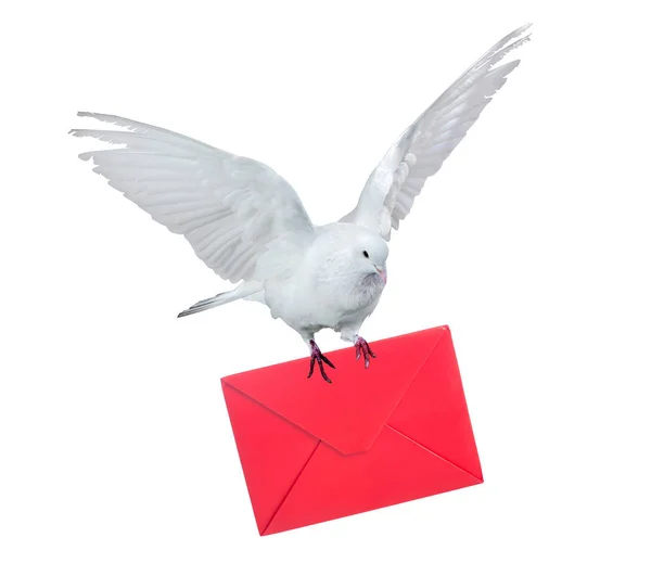 Pomba transportando envelope vermelho isolado em branco — Fotografia de Stock