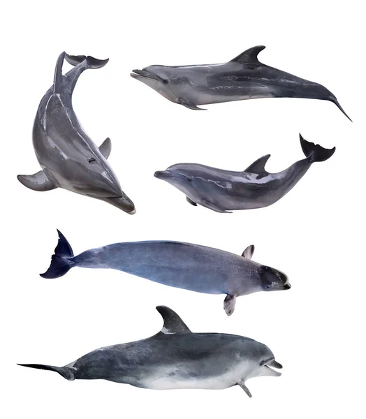 Raccolta di cinque delfini grigi isolati — Foto Stock