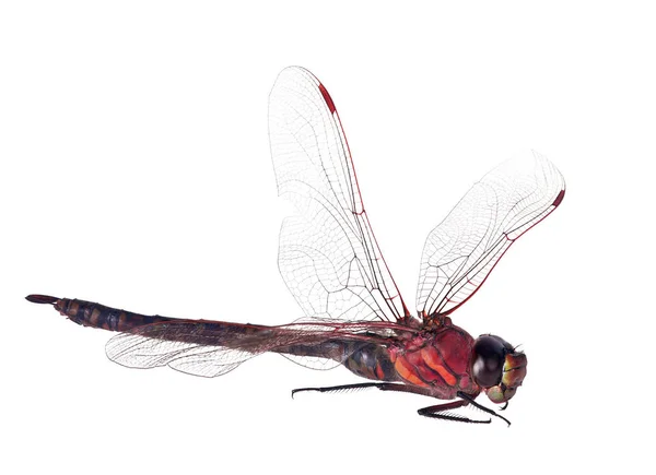 Gran libélula roja aislada en blanco — Foto de Stock