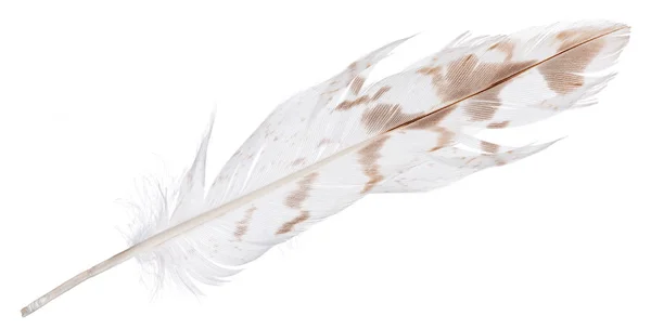 Light straight long feather with brown spots on white — Stock Photo, Image