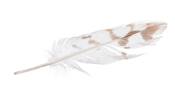 Light straight feather with brown spots on white — Stock Photo, Image