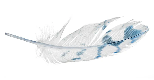 Jasne pióro z niebieskimi plamkami izolowane na białym — Zdjęcie stockowe