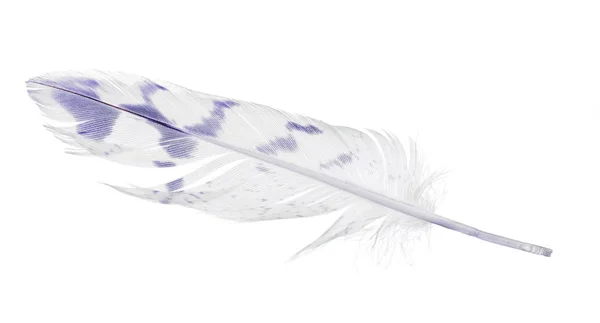 Светлое прямое перо с голубыми пятнами на белом — стоковое фото