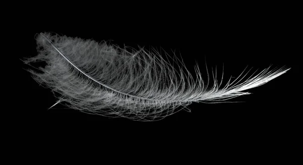 黒に灰色の羽 — ストック写真
