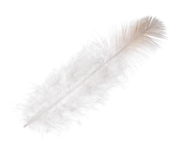 Single straight feather with light brown edge — Stock Photo, Image