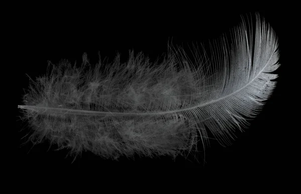 黑色背景上的一根轻飘飘的羽毛 — 图库照片