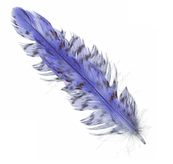 검은 점 이 있는 하나의 파란 긴 깃털 — 스톡 사진