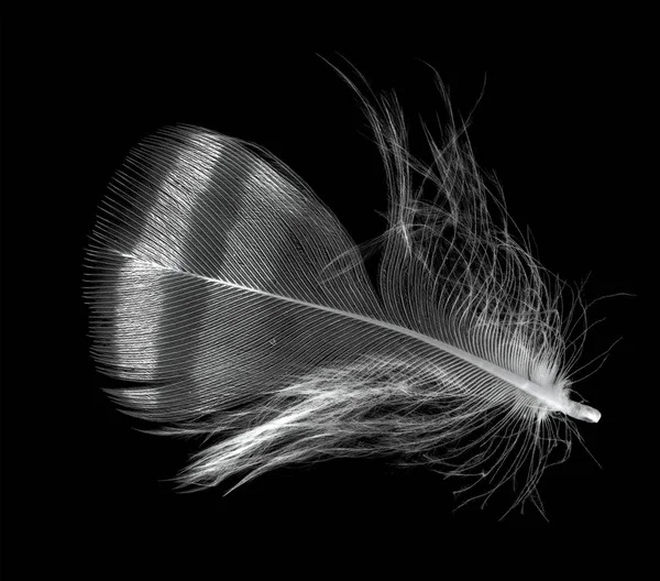 single feather with dark stripe