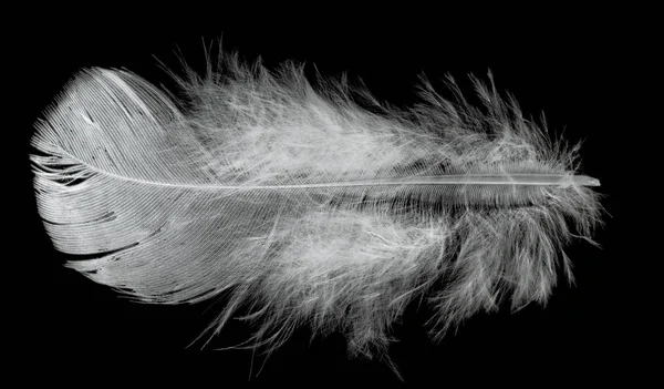 Gray fluffy feather isolated on black — 스톡 사진