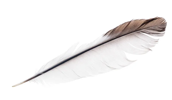 Light isolated straight feather with brown edge — Stock Photo, Image