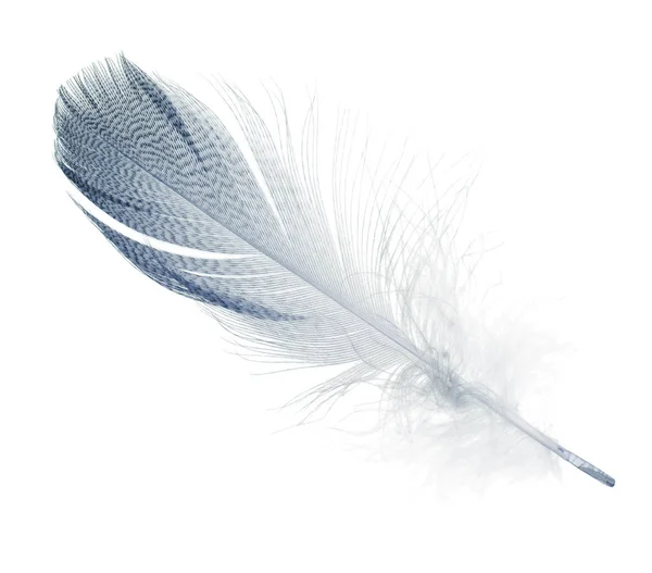 Striped blue straight feather isolated on white — 스톡 사진