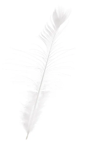 Легкое изолированное длинное павлинье перо — стоковое фото
