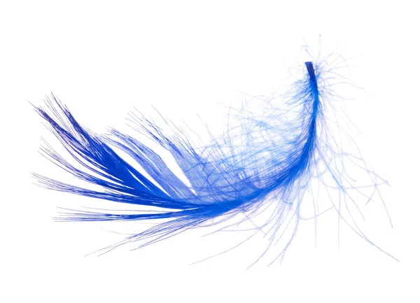 Blue single fluffy feather isolated on white — Stock Photo, Image