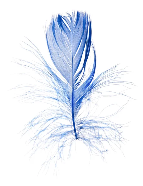 Blue single fluffy feather on white — Stock Photo, Image