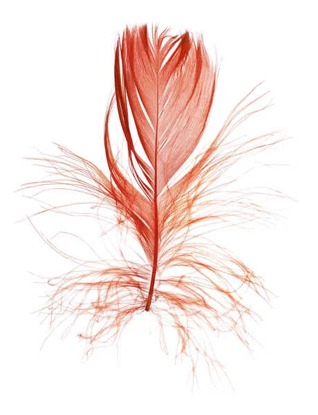 Red single fluffy feather on white — Stock Photo, Image