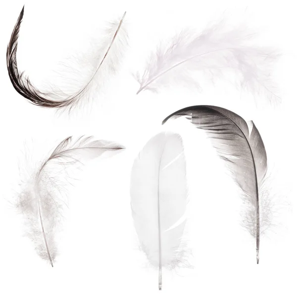Cinco plumas grises aisladas en blanco — Foto de Stock