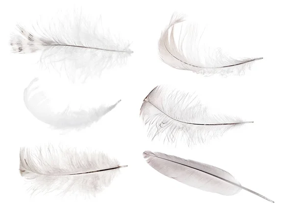Изолированный набор из шести серых перьев — стоковое фото