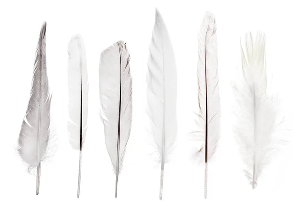 一套六根长而轻的羽毛，白色隔离在一起 — 图库照片