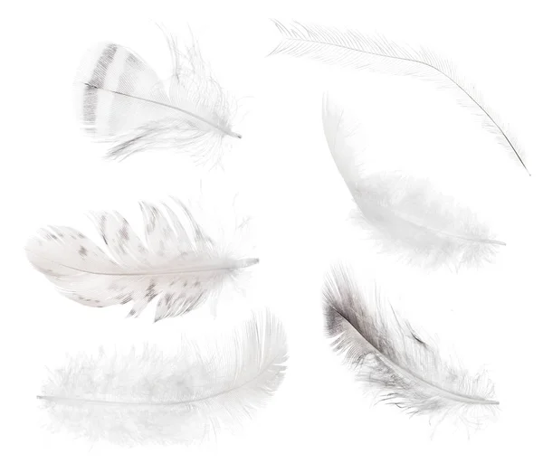 Collection of six light isolated feathers — Stock Photo, Image