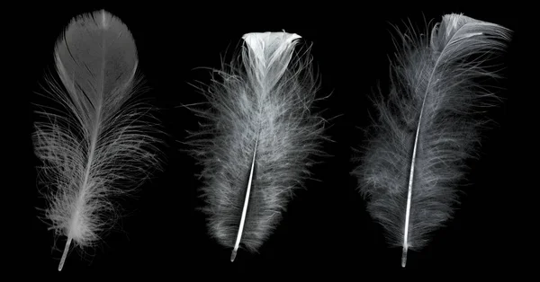 Three grey isolated on black fluffy feathers — Stock Photo, Image