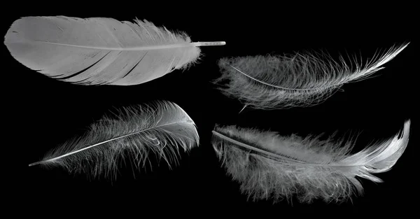 Cuatro plumas con gris abajo en negro — Foto de Stock