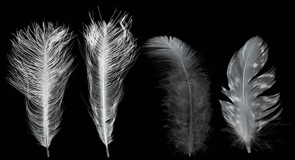 Weiße vier Federn isoliert auf schwarz — Stockfoto