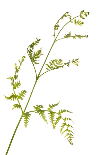Zielona roślina na białym tle paproci — Zdjęcie stockowe