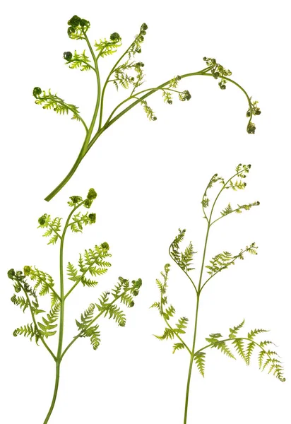 三根年轻的春天蕨类枝条在白色上 — 图库照片