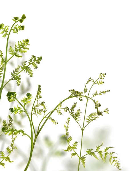 Yeşil genç bahar eğreltiotu dalları beyaz üzerinde — Stok fotoğraf