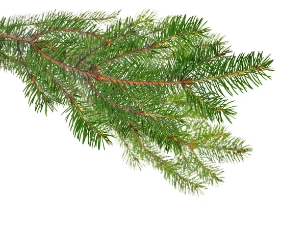 Dark green isolated fir branches — 스톡 사진