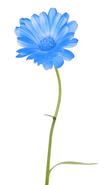Flor de caléndula azul única en blanco —  Fotos de Stock