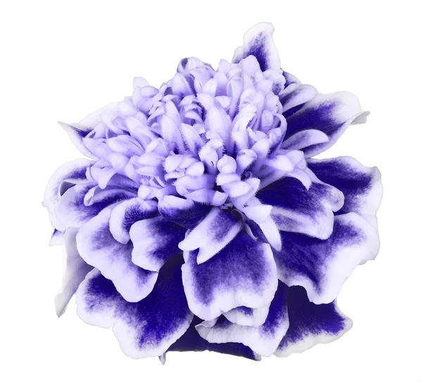 Blauwe Tagetes Bloom geïsoleerd op wit — Stockfoto
