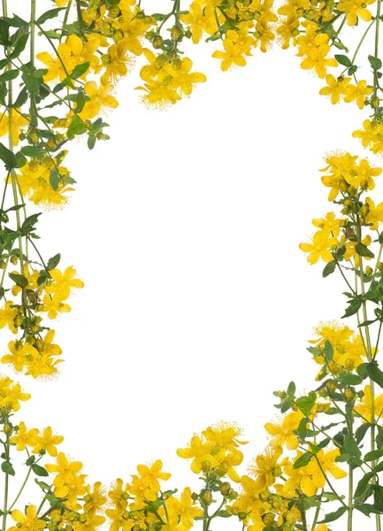 Beyaz sarı hiperikum çiçeklerinden izole bir çerçeve — Stok fotoğraf