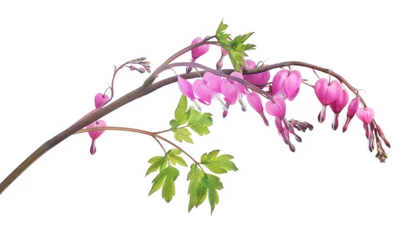 Isolated on white branch with pink small flowers — Stock Photo, Image