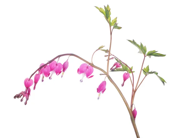 Isolierter Zweig mit rosa kleinen Blüten — Stockfoto