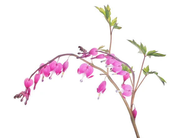 Isolated garden flower branch with pink small blooms — Stock Photo, Image