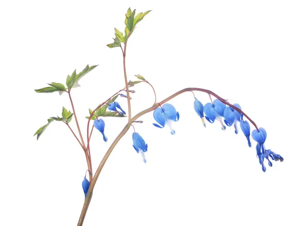 Ramo isolado com flores pequenas azuis — Fotografia de Stock