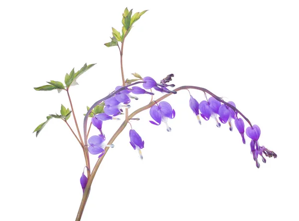 Isolated garden flower branch with lilac small blooms — 스톡 사진