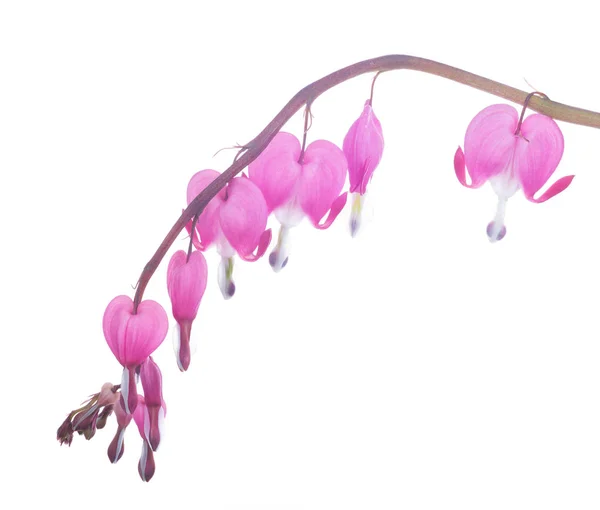 흰색에 고립 된 분홍색 작은 정원 꽃 — 스톡 사진